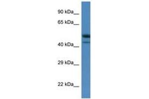 Image no. 1 for anti-SH3-Binding Domain Kinase 1 (SBK1) (C-Term) antibody (ABIN6746290)