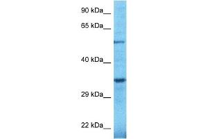 Image no. 1 for anti-Tubby Like Protein 2 (TULP2) (C-Term) antibody (ABIN5515226)