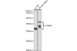Western blot analysis of extracts of various cell lines, using FCGR2A antibody (ABIN3021939, ABIN3021940, ABIN1512904, ABIN1514082 and ABIN6218036) at 1:1000 dilution.