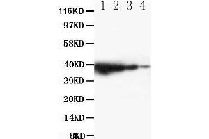 Image no. 1 for anti-Toll-Like Receptor Adaptor Molecule 1 (TICAM1) (AA 693-708), (C-Term) antibody (ABIN3042956)