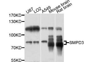 Image no. 1 for anti-Sphingomyelin Phosphodiesterase 3 (SMPD3) antibody (ABIN4905239)