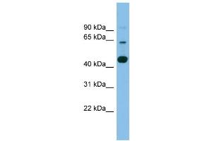 Image no. 1 for anti-Transmembrane Protein 195 (TMEM195) (Middle Region) antibody (ABIN2773845)