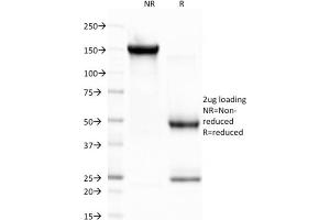 Image no. 1 for anti-Elastase 3B, Pancreatic (ELA3B) (AA 82-238) antibody (ABIN6939419)