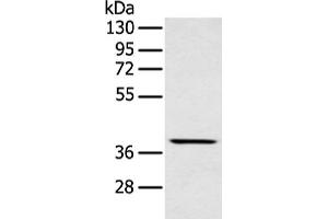Western blot analysis of Mouse muscle tissue using MAFA Polyclonal Antibody at dilution of 1:400