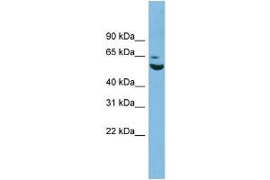 Image no. 1 for anti-Zinc Finger Protein 563 (ZNF563) (N-Term) antibody (ABIN2784330)