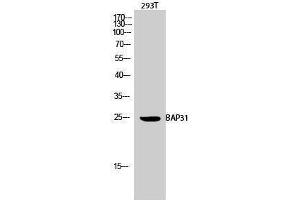 Image no. 1 for anti-B-Cell Receptor-Associated Protein 31 (BCAP31) (Internal Region) antibody (ABIN3183480)