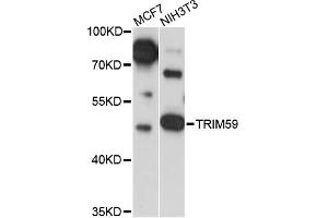 Image no. 2 for anti-Tripartite Motif Containing 59 (TRIM59) antibody (ABIN6293638)