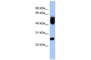 Image no. 1 for anti-ES cell expressed Ras (ERAS) (Middle Region) antibody (ABIN634304)