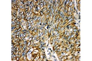 Image no. 2 for anti-Aquaporin 6, Kidney Specific (AQP6) (AA 264-282), (C-Term) antibody (ABIN3042906)