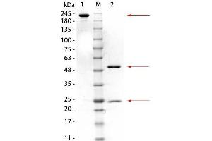 Image no. 1 for anti-Glutathione S-Transferase mu 3 (Brain) (GSTM3) antibody (GST tag) (ABIN5596942)