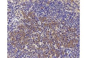Immunohistochemistry analysis of paraffin-embedded mouse spleen using CD284 Polyclonal Antibody at dilution of 1:1000.