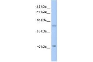 Image no. 1 for anti-SH2 Domain Containing 3C (SH2D3C) (AA 179-228) antibody (ABIN6743733)