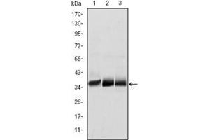 Image no. 1 for anti-Musashi Homolog 2 (MSI2) antibody (ABIN1108325)