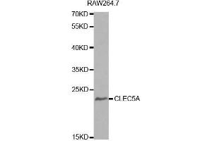 Image no. 1 for anti-C-Type Lectin Domain Family 5, Member A (CLEC5A) antibody (ABIN1679281)