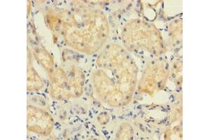 Immunohistochemistry of paraffin-embedded human kidney tissue using ABIN7174376 at dilution of 1:100