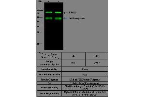 Image no. 1 for anti-Protein Phosphatase, Mg2+/Mn2+ Dependent, 1G (PPM1G) (AA 317-546) antibody (ABIN1998583)