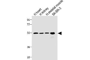 Image no. 2 for anti-Spinster Homolog 2 (SPNS2) (AA 68-94), (N-Term) antibody (ABIN1539538)
