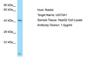 anti-UDP Glycosyltransferase 3 Family, Polypeptide A1 (UGT3A1) (N-Term) antibody