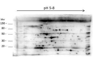 2D Western Blot of anti-E.