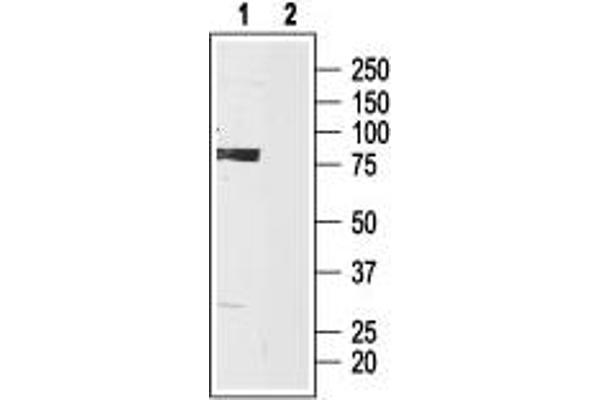 HCN3 Antikörper  (C-Term, Intracellular)