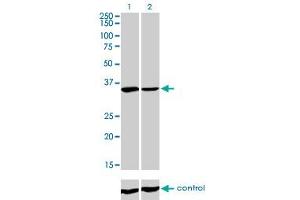 Image no. 2 for anti-Fragile X Mental Retardation 1 (FMR1) (AA 121-220) antibody (ABIN560937)