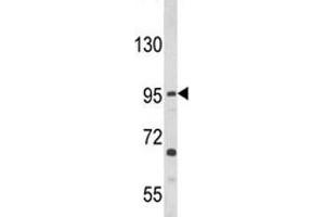 Image no. 2 for anti-Toll-Like Receptor 3 (TLR3) antibody (ABIN3029166)