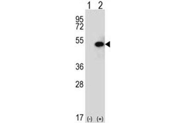 SPHK1 antibody  (AA 313-343)