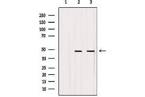 Image no. 3 for anti-WD Repeat Domain 18 (WDR18) (Internal Region) antibody (ABIN6266019)