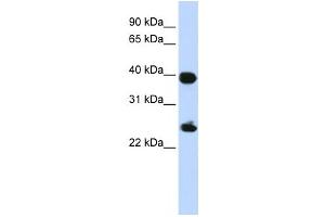 Image no. 1 for anti-H2A Histone Family, Member Y (H2AFY) antibody (ABIN2460033)