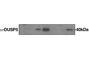 Image no. 1 for anti-Dual Specificity Phosphatase 5 (DUSP5) (AA 221-320) antibody (ABIN1713770)