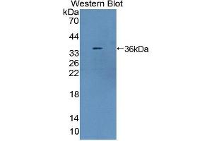 Image no. 2 for anti-Toll-Like Receptor 8 (TLR8) (AA 519-812) antibody (ABIN5014414)