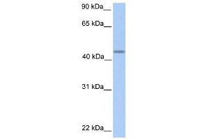 Image no. 1 for anti-Patatin-Like phospholipase Domain Containing 5 (PNPLA5) (C-Term) antibody (ABIN631400)