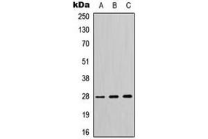 Western blot analysis of 14-3-3 theta/tau expression in HeLa (A), SP2/0 (B), H9C2 (C) whole cell lysates.