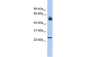 Image no. 1 for anti-Splicing Factor, Arginine/Serine Rich 7 (SFRS7) (N-Term) antibody (ABIN2774137)