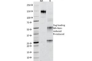 Image no. 4 for anti-Perilipin 2 (PLIN2) (AA 249-376) antibody (ABIN6939155)