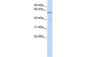 Image no. 1 for anti-Zinc Finger Protein 141 (ZNF141) antibody (ABIN2458313)