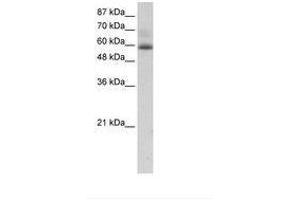 Image no. 1 for anti-Zinc Finger Protein 307 (ZKSCAN4) (AA 272-321) antibody (ABIN202740)