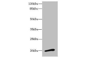 Neuromedin U antibody  (AA 35-174)