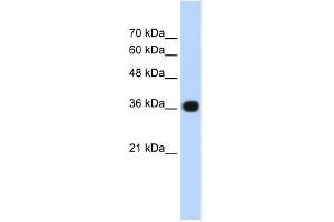 Image no. 1 for anti-Canopy 3 Homolog (CNPY3) (C-Term) antibody (ABIN2775784)