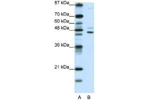 WB Suggested Anti-JMJD4 Antibody Titration:  0.