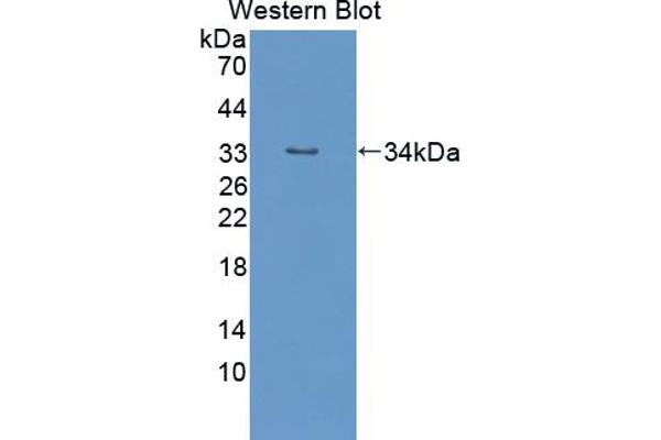 Mps1 anticorps  (AA 527-786)