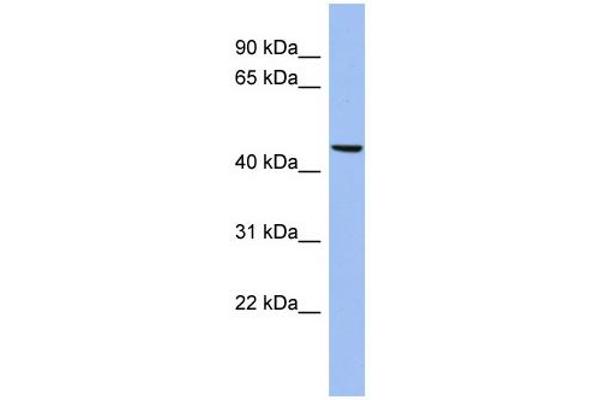 anti-Matrilin 3 (MATN3) (N-Term) antibody