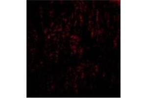 Image no. 1 for anti-TRAF Family Member-Associated NFKB Activator (TANK) (C-Term) antibody (ABIN500867)