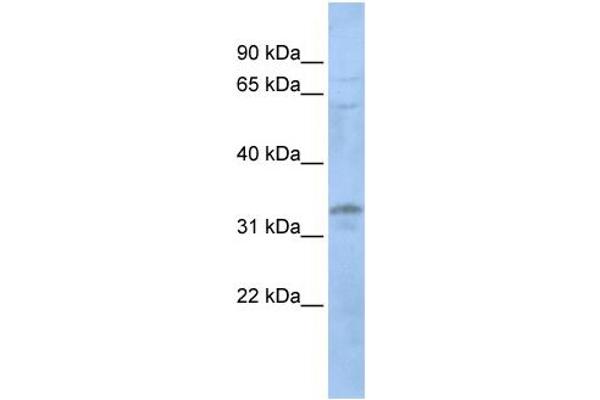 LYL1 anticorps  (N-Term)