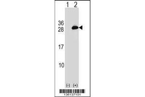 Image no. 1 for anti-Ubiquitin-Conjugating Enzyme E2T (Ube2t) (AA 126-154), (C-Term) antibody (ABIN1536691)
