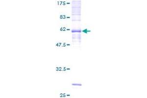Image no. 1 for Prostaglandin D2 Receptor (PTGDR) (AA 1-359) protein (GST tag) (ABIN6923009)