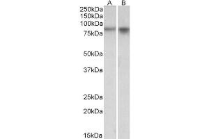 Image no. 1 for anti-Neuronal PAS Domain Protein 4 (NPAS4) (Internal Region) antibody (ABIN571282)