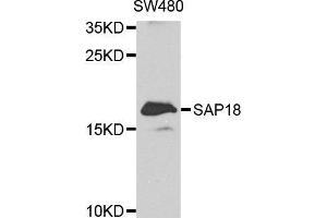 Image no. 1 for anti-Sin3A-Associated Protein, 18kDa (SAP18) antibody (ABIN1682621)