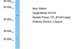 Image no. 4 for anti-Serotonin Receptor 3A (HTR3A) (N-Term) antibody (ABIN2792275)