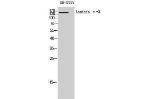 Image no. 1 for anti-Laminin, gamma 3 (LAMC3) (C-Term) antibody (ABIN3185355)